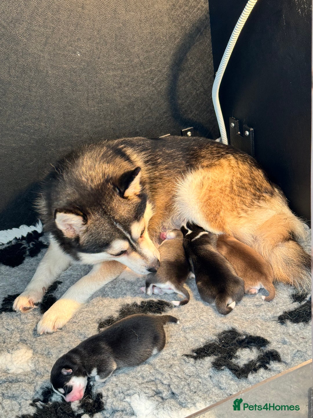 Pomsky dogs for sale: Lilac sired F2 masked Pomsky blue eyes  - Image 10