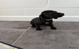 Mixed Breed dogs for sale: 6 beautiful jack russle cross cocker spaniels  - Image 27