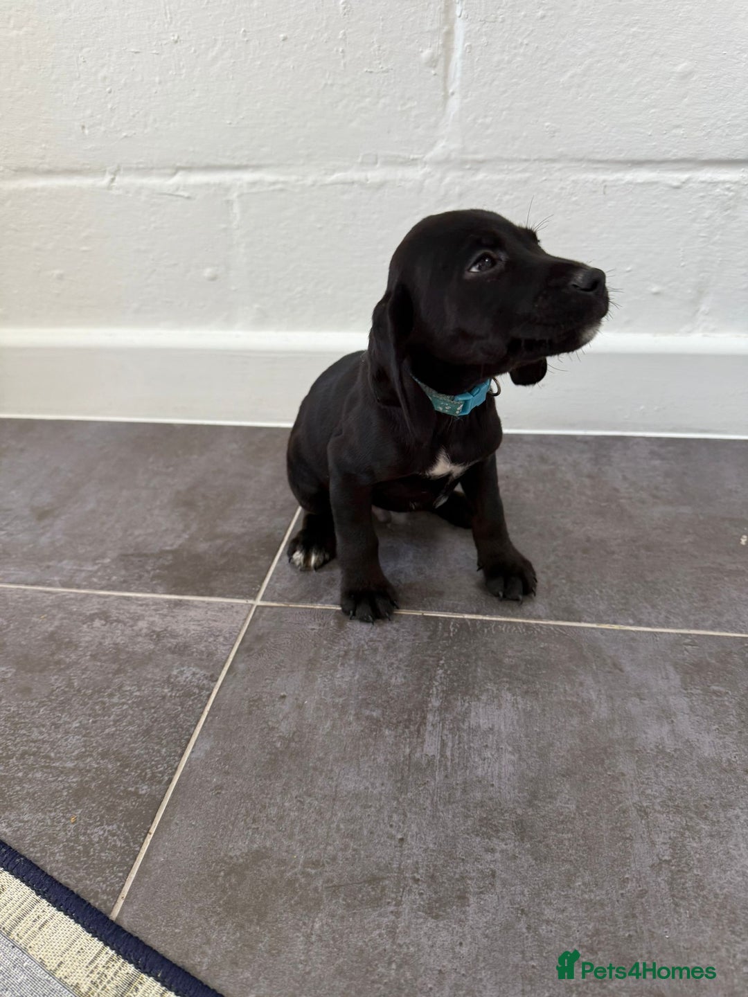 Mixed Breed dogs for sale: 6 beautiful jack russle cross cocker spaniels  - Image 27