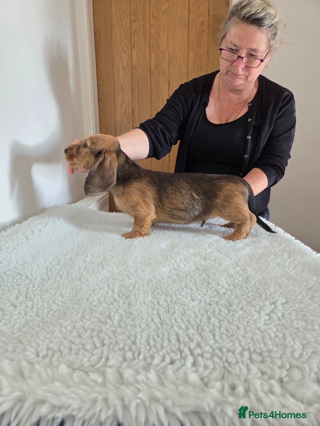 Dachshund dogs for sale: Standard wire haired Daschund  - Image 3