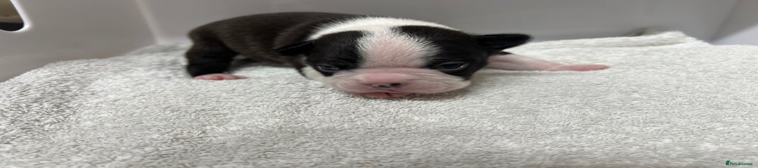 Boston Terrier Puppy 3