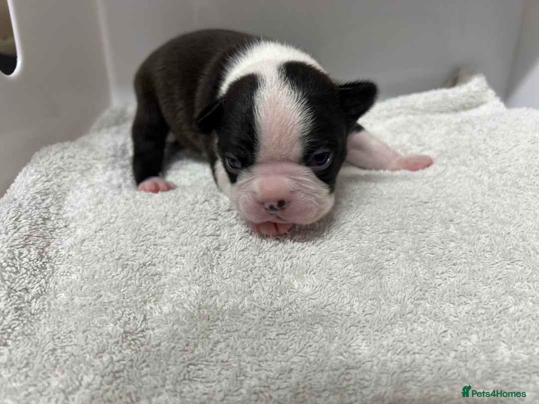 Boston Terrier dogs for sale: Champ bloodline (KC) Boston Terrier pups 💕 - Image 3