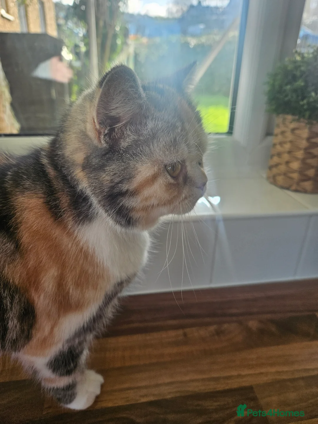 Persian cats for sale: Beautiful Female Persian x British Short Hair  in Prestatyn - Advert 2