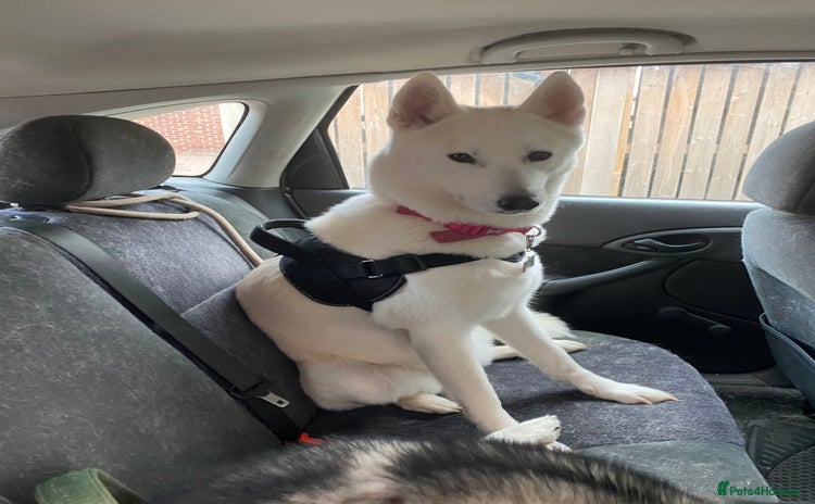 Huskita dogs - Advert 1