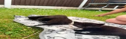 Mixed Breed cats for sale: kittens in Derby - Advert 6