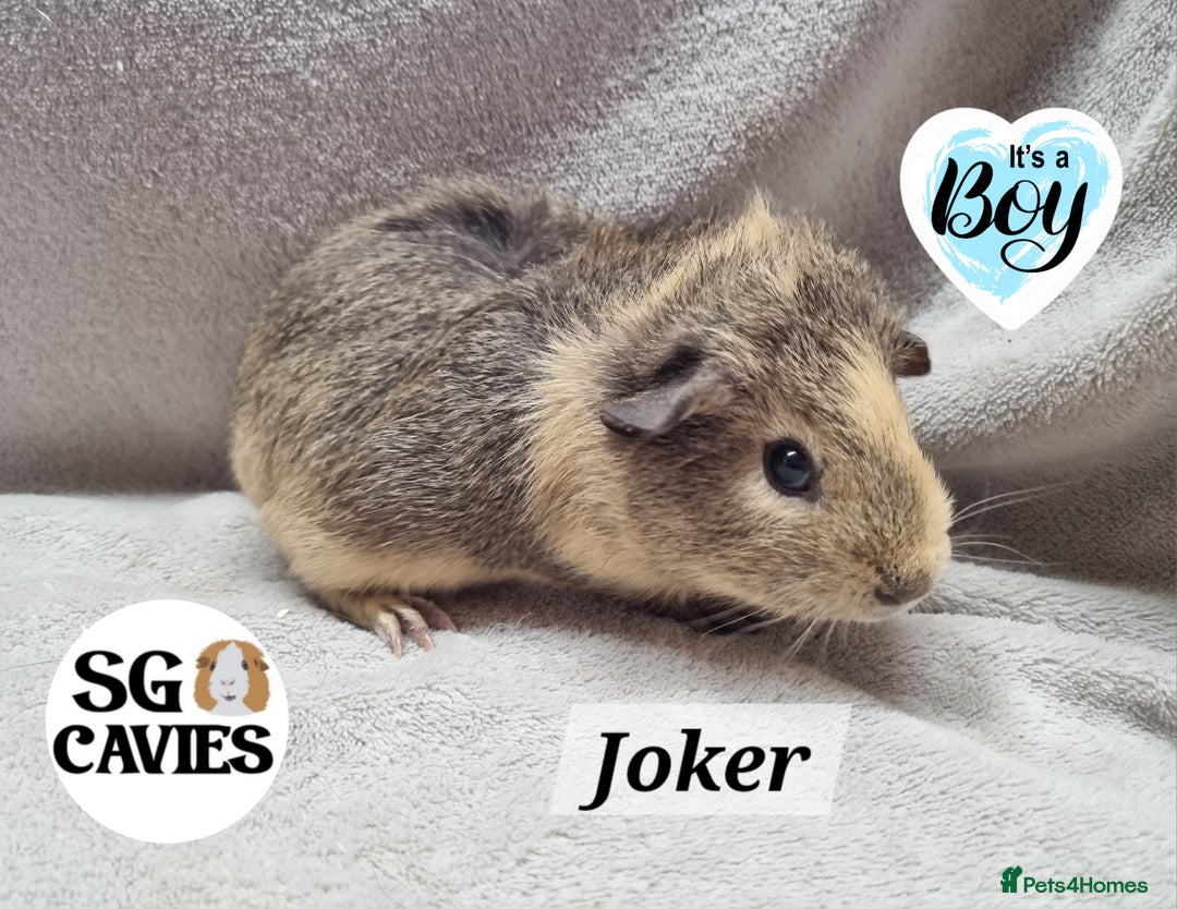 Guinea Pig rodents for sale: Stunning baby guinea pigs available  - Image 13