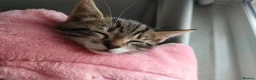 Mixed Breed cats for sale: Kittens for sale  in Chester-le-Street - Advert 13