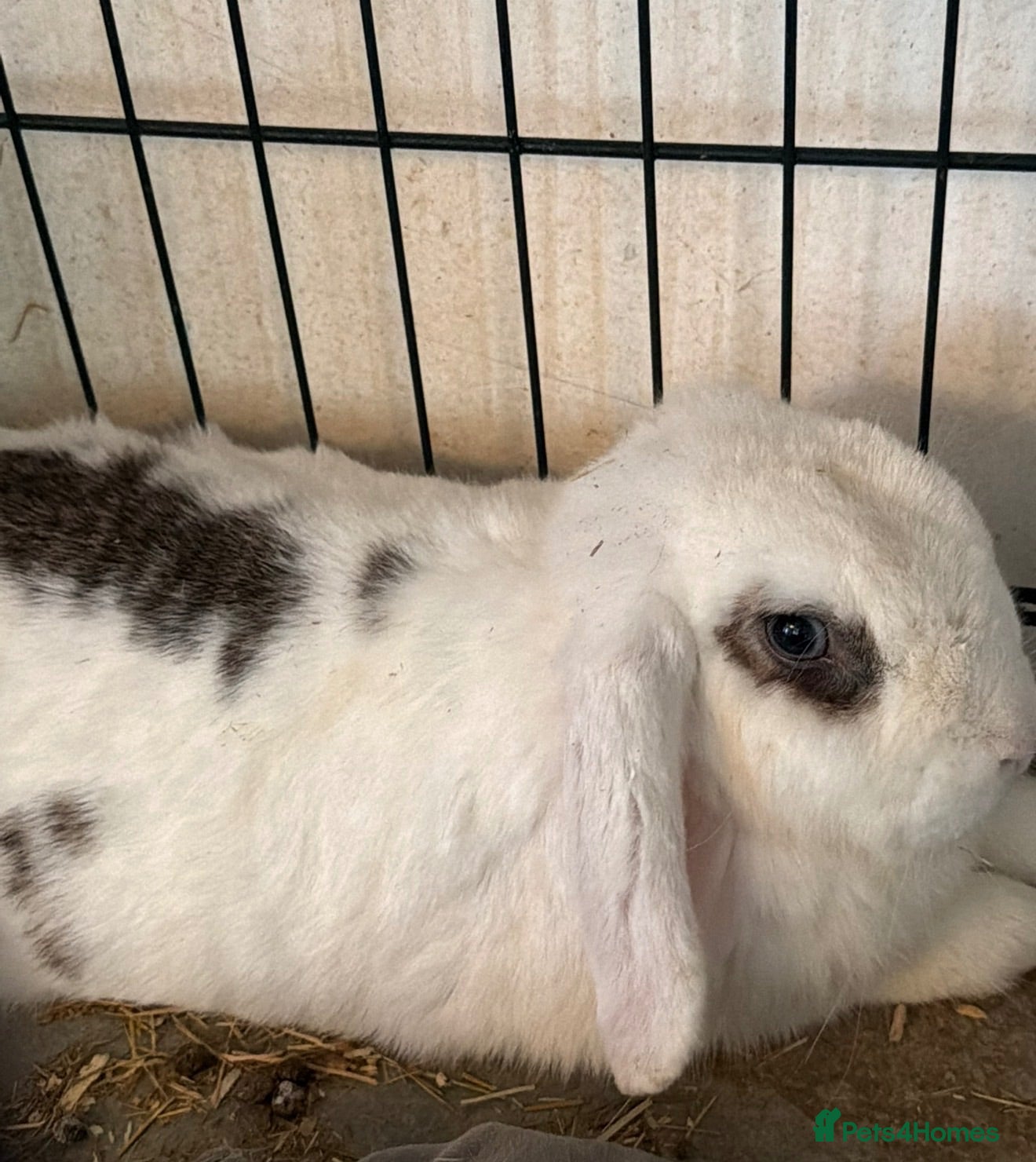 English Lop rabbits Sadly need to rehome my rabbit  - Advert 1