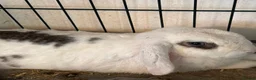 English Lop rabbits for sale: Sadly need to rehome my rabbit  in Chelmsford - Advert 1