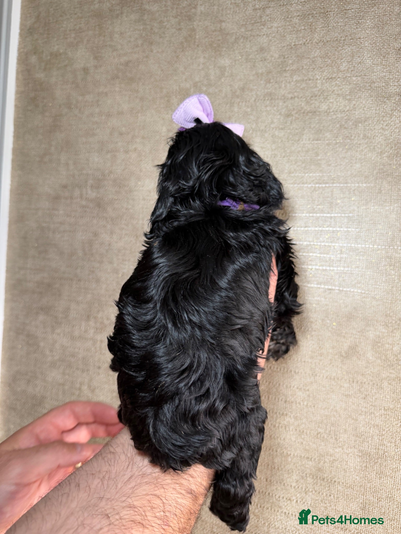 Cockapoo dogs F1B cockapoo puppies parents genetic tested  - Advert 2