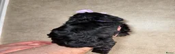 Cockapoo dogs for sale: F1B cockapoo puppies parents genetic tested  - Advert 11