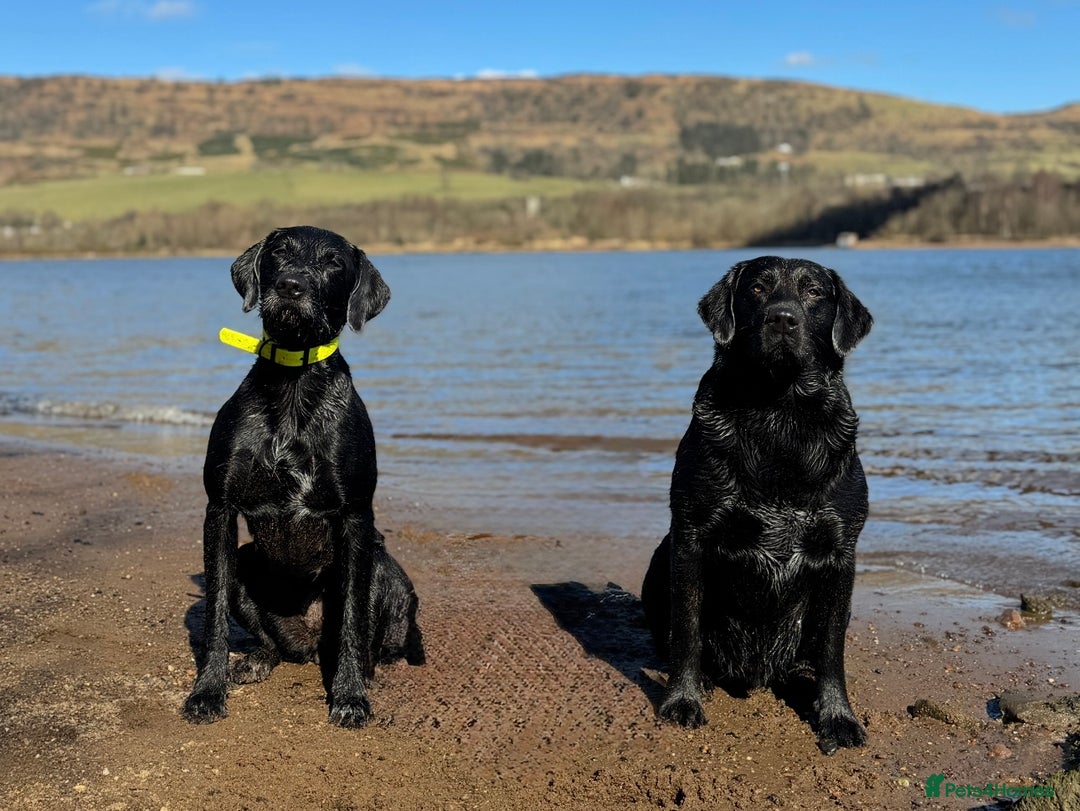 Mixed Breed dogs for sale: LAST PUPPY ❤️ - Image 2