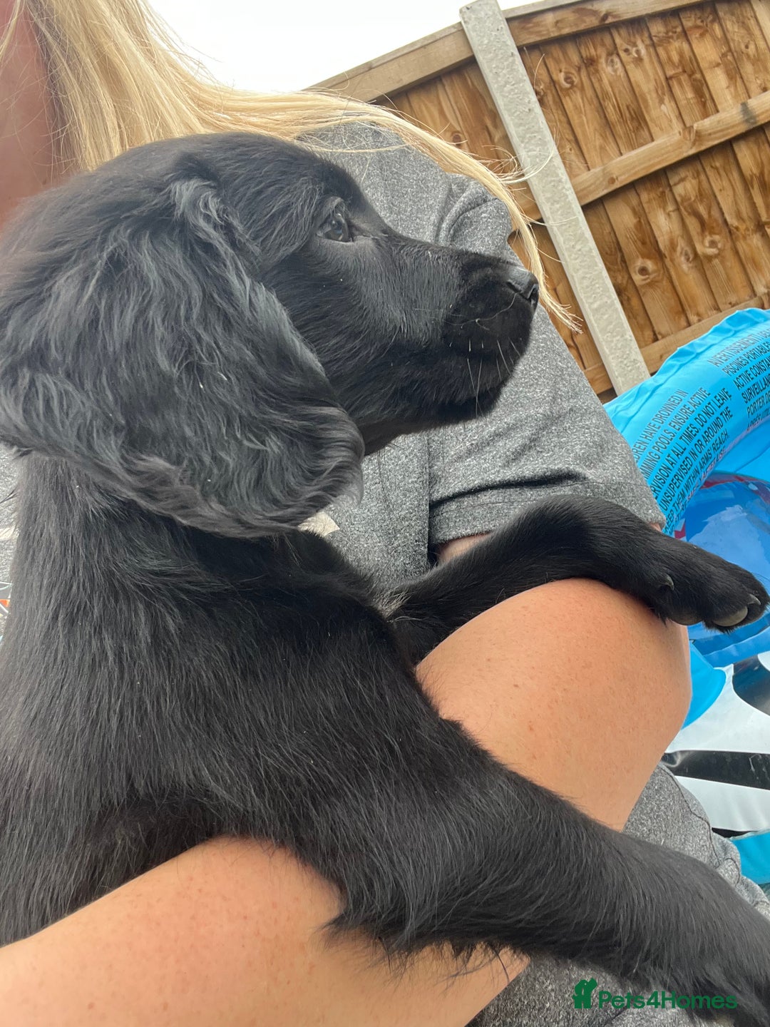 Mixed Breed dogs for sale: * Spangold Retrievers 2 beautiful boys left * - Image 29
