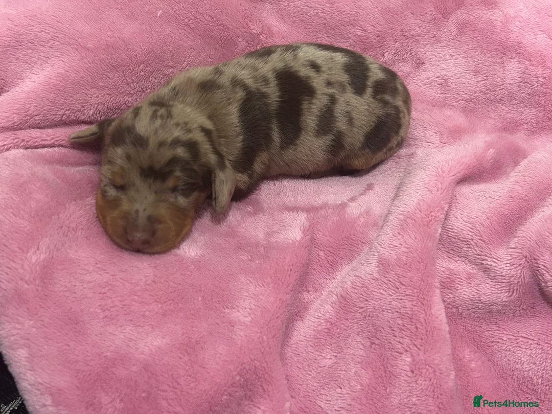 Dachshund dogs for sale: 2 adorable dachshunds - Advert 5