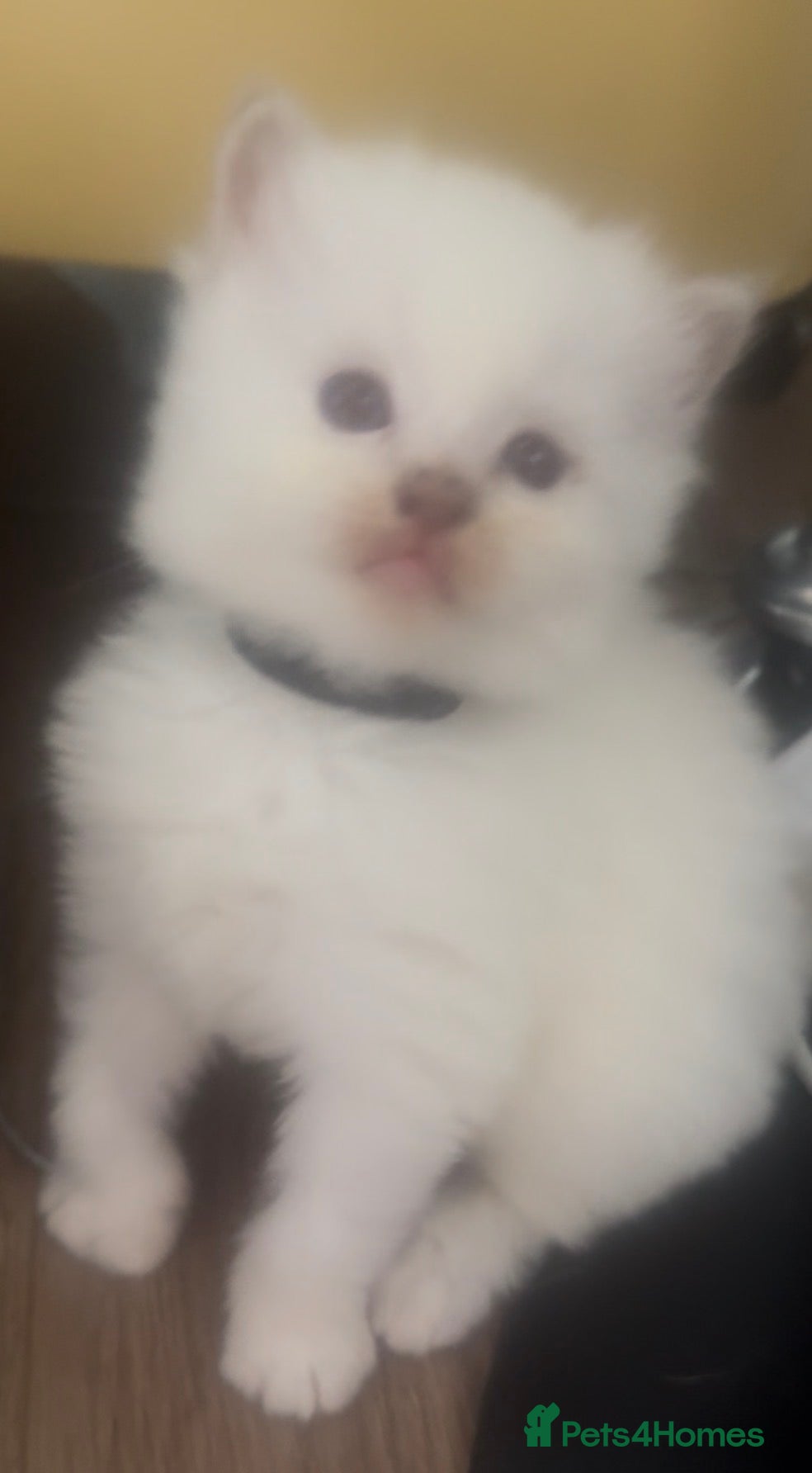 Ragdoll cats Ragdoll kittens champion breed GCCF show quality  - Advert 2