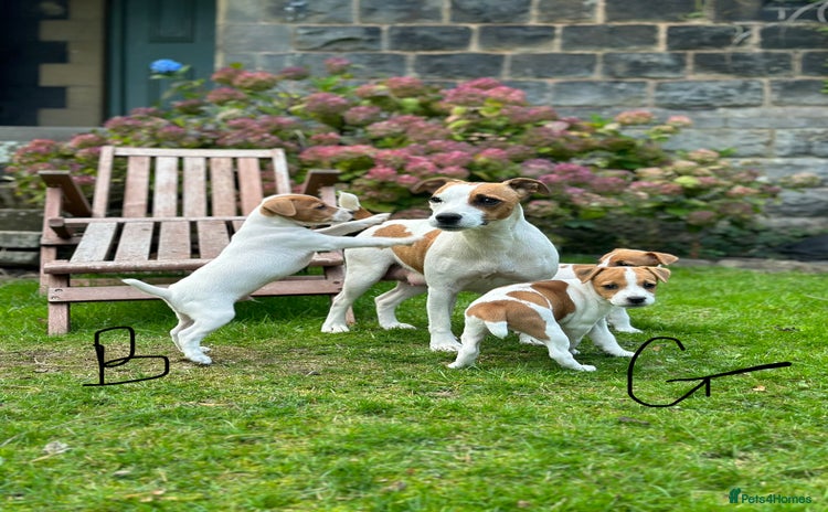 Jack Russell dogs - Advert 3