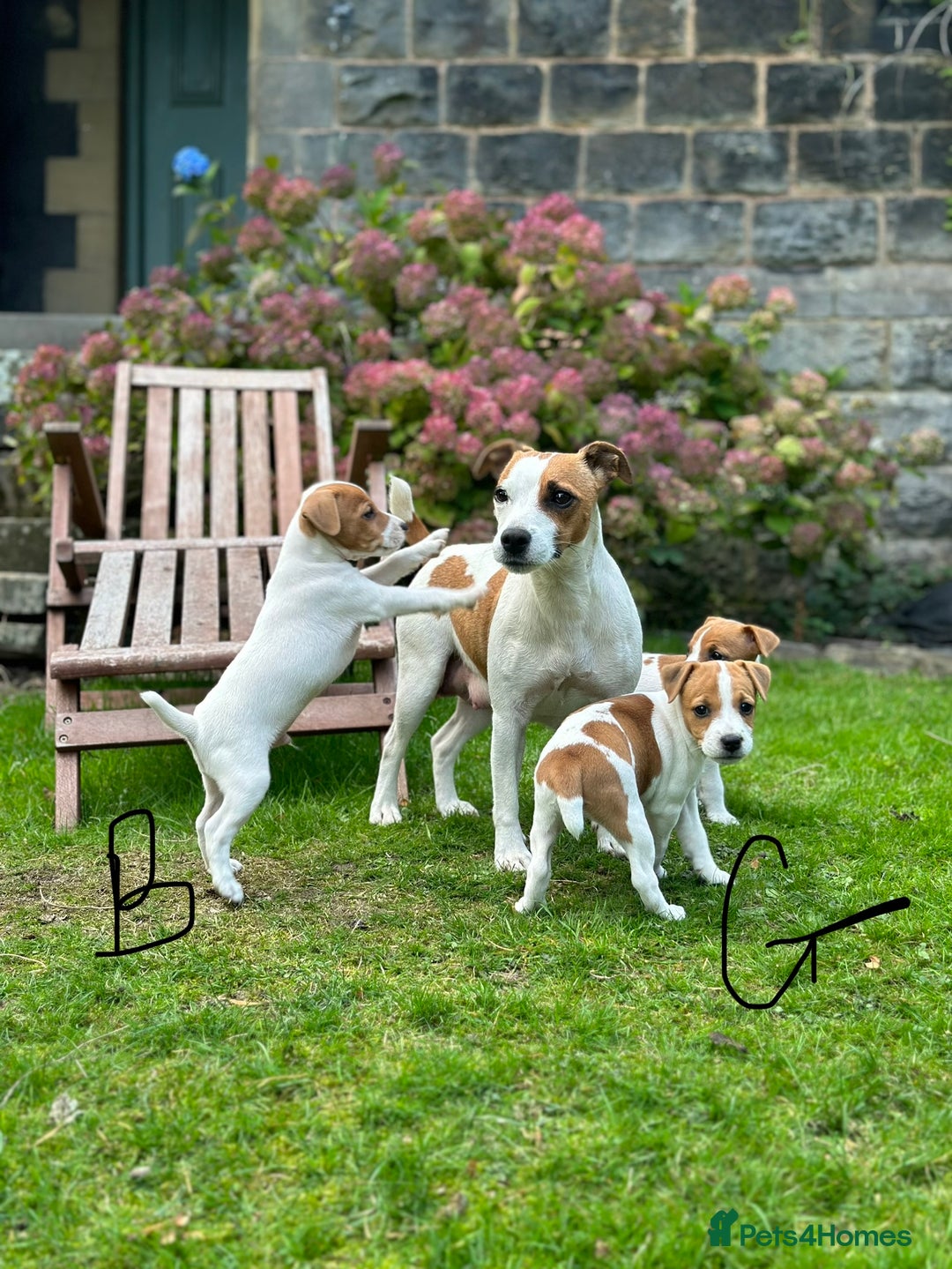 Jack Russell dogs for sale: Jack Russel puppies for sale  - Image 1