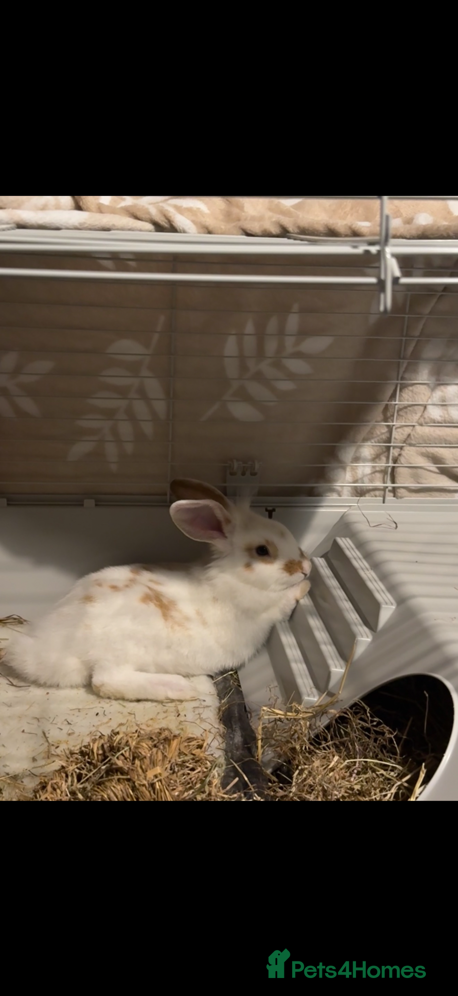 Mixed Breed rabbits Bambi - Advert 2