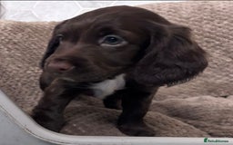 Sprocker dogs for sale: Sprocker Puppies - Image 15