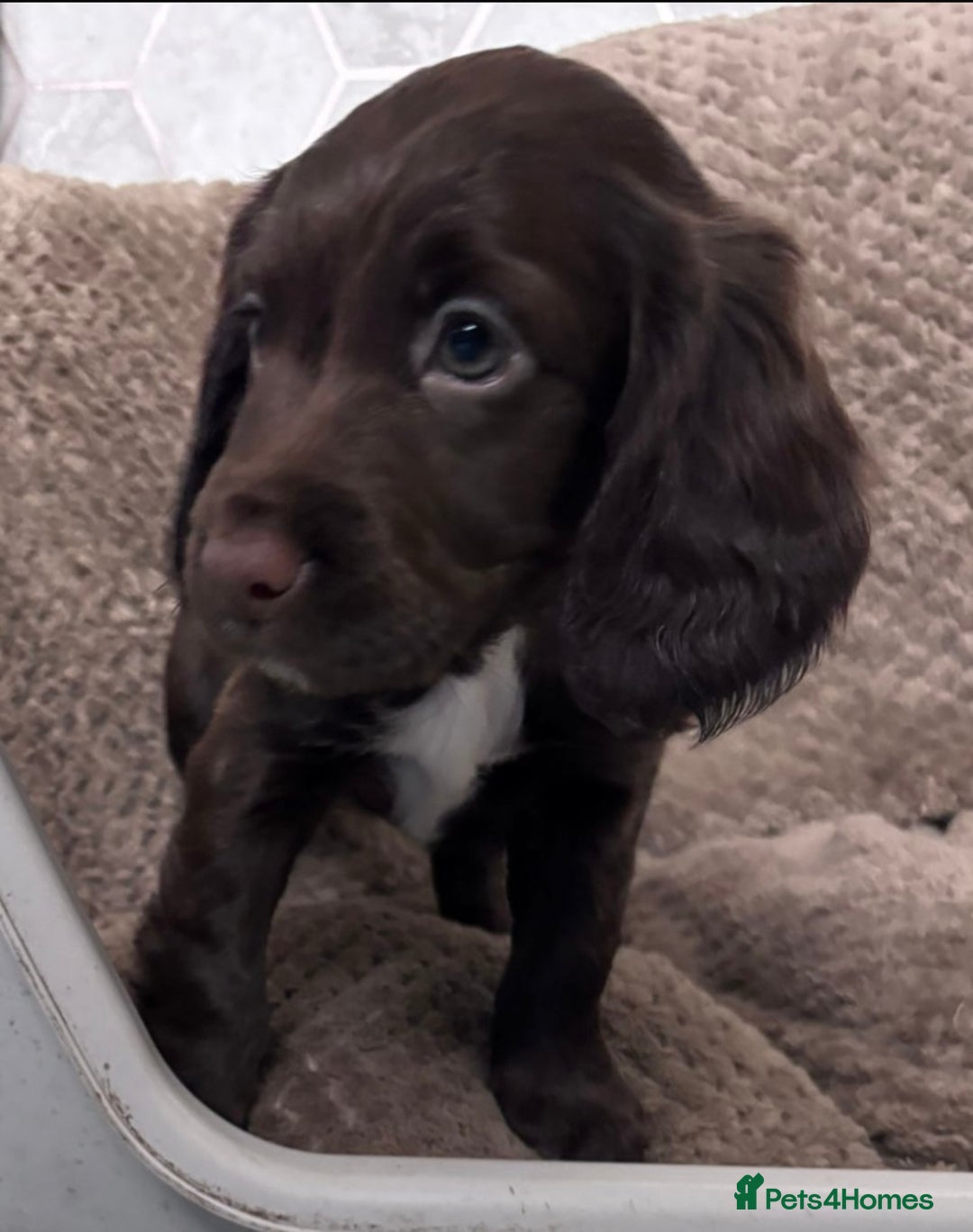 Sprocker dogs for sale: Sprocker Puppies - Image 15