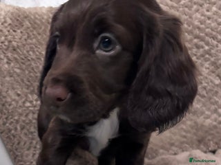 Sprocker dogs - Advert 13