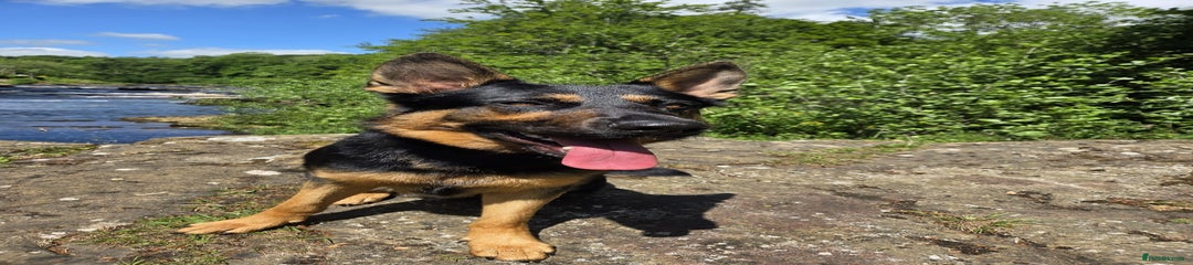 German Shepherd Puppy 1