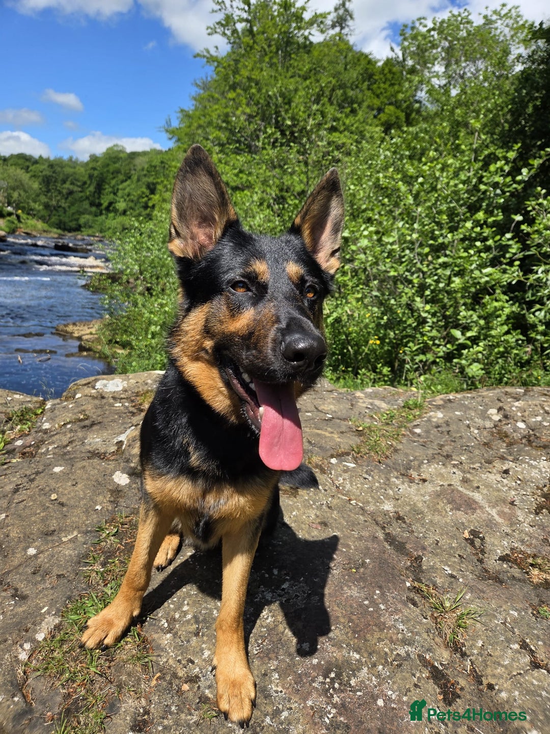 German Shepherd dogs for sale: Looking to rehome Marley 18m old German Sheperd. - Image 2