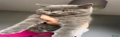 British Shorthair blue Kitten 6