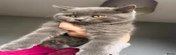 British Shorthair cats for sale: British short /longhair gccf  kittens  - Advert 3