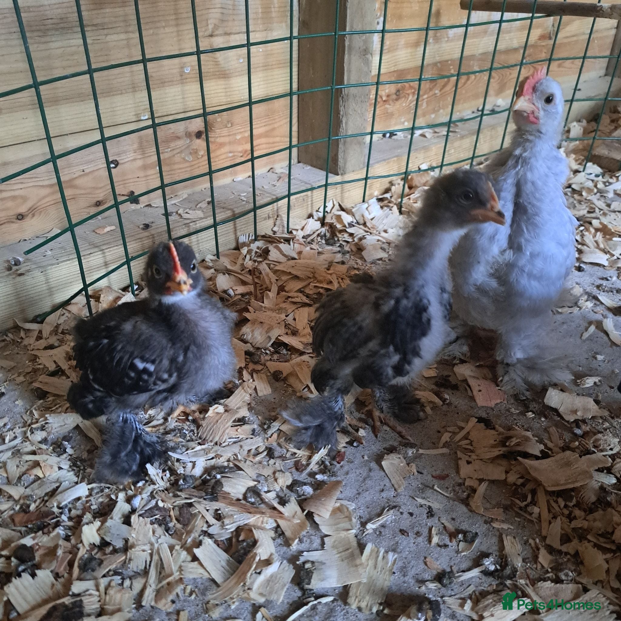 Chickens poultry 3 cute Lavender pekin bantam chicks - Advert 17