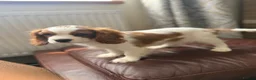 Cavalier King Charles Spaniel dogs for sale: Very active and super sweet boy is ready to go - Advert 14