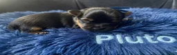 Yorkshire Terrier dogs for sale: Adorarable Yorkie Boys 5🌟Licenced Breeder - Advert 14