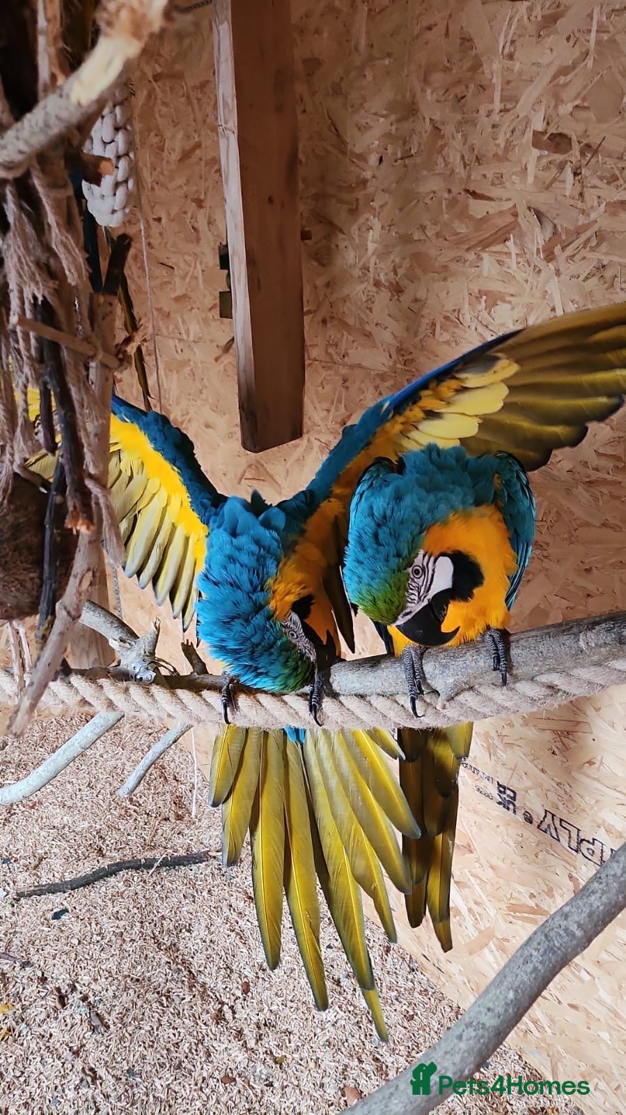 Macaws birds Breeding pair of macaws male and female **** - Advert 3
