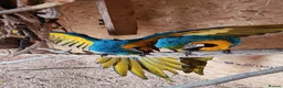 Macaws birds for sale: Breeding pair of macaws male and female **** in Romford - Advert 1