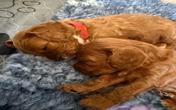 Cavapoo dogs for sale: Outstanding Red F1 cavapoo puppies H/C DNA CLEAR - Image 17