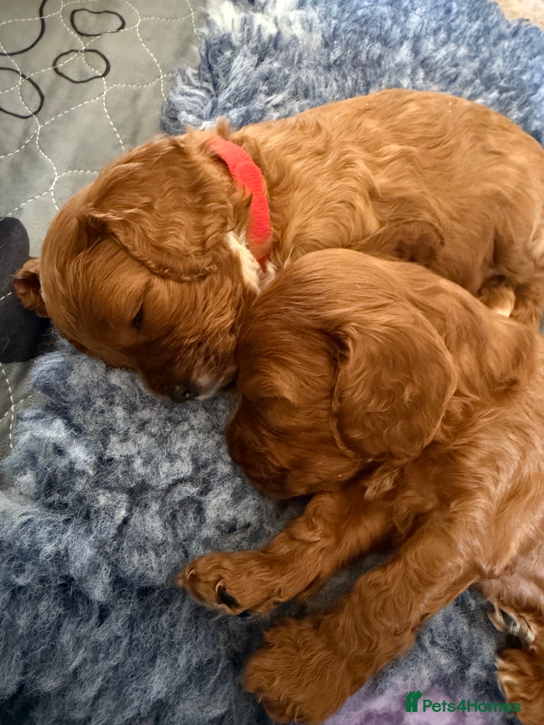 Cavapoo dogs for sale: Outstanding Red F1 cavapoo puppies H/C DNA CLEAR - Image 17