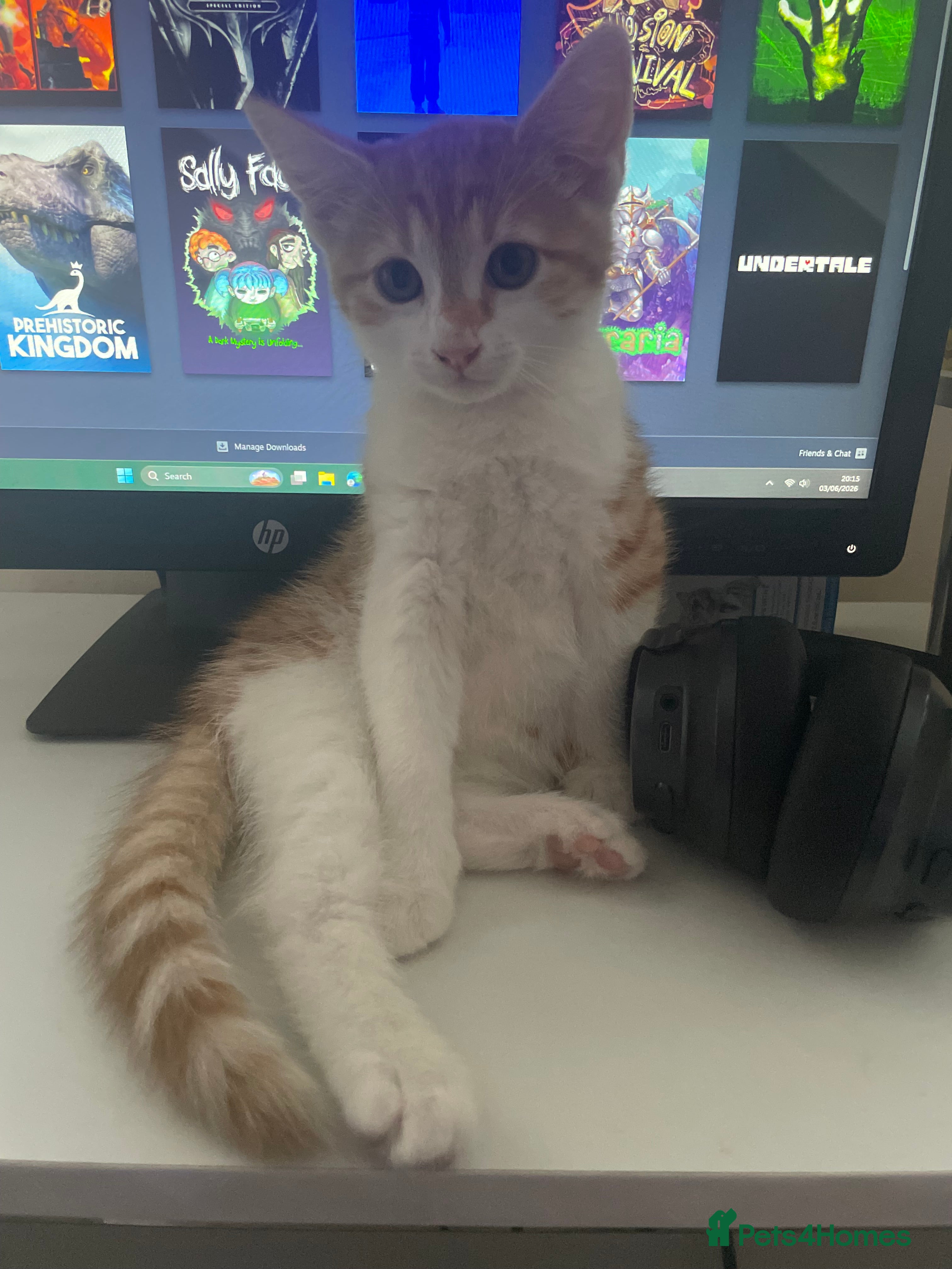 Mixed Breed cats for sale: 2 Cute Kittens  - Advert 7