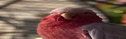 Cockatoo birds for sale: Elvis the outstanding Galah Cockatoo in Billingham - Advert 1