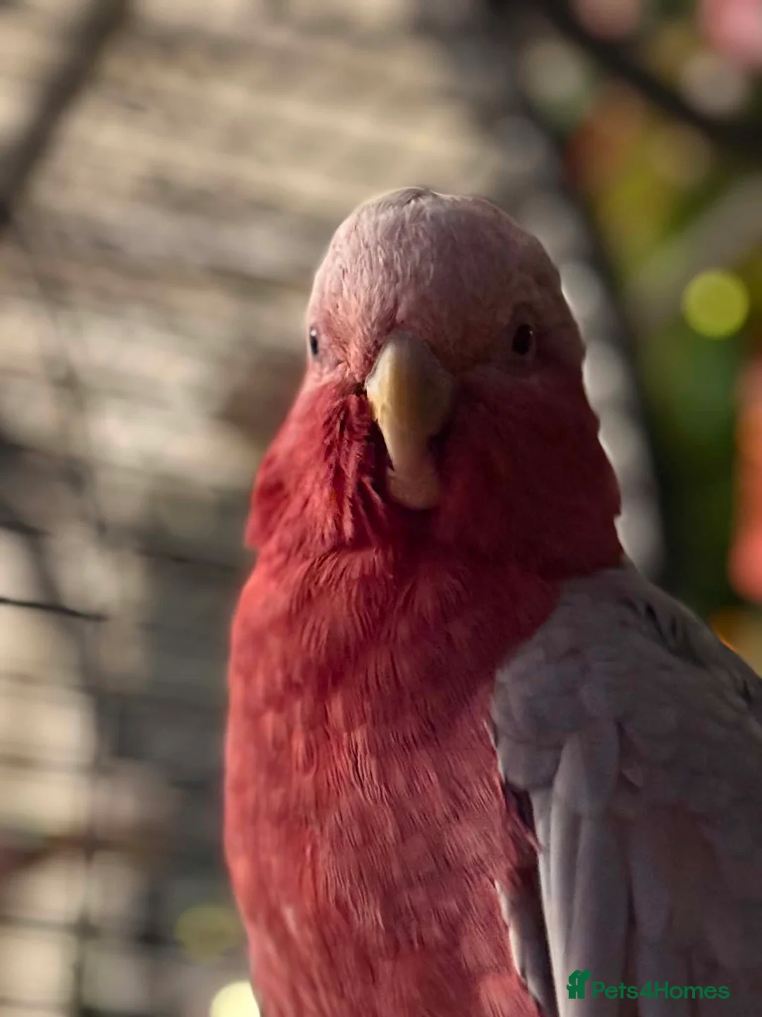 Cockatoo birds for sale: Elvis the outstanding Galah Cockatoo in Billingham - Advert 1