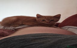 Mixed Breed cats for sale: 9 week old kittens - Image 1