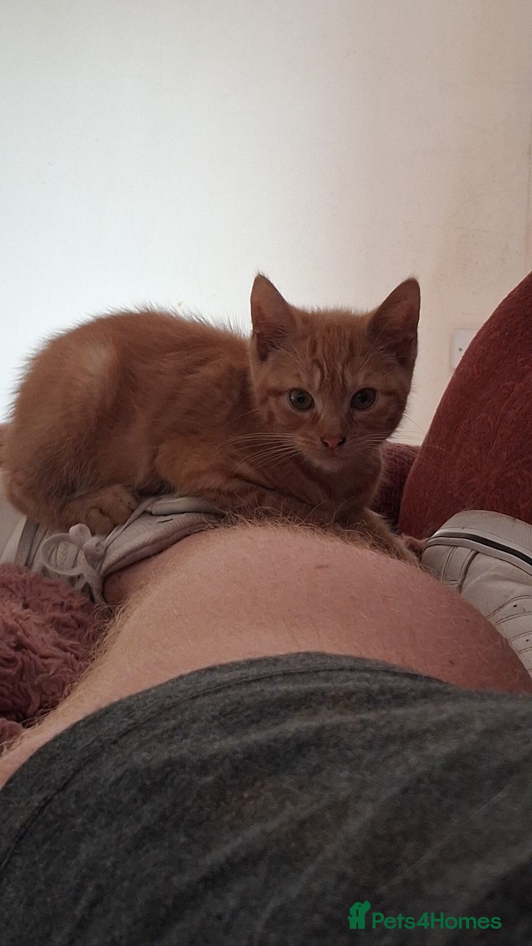 Mixed Breed cats for sale: 9 week old kittens - Image 1