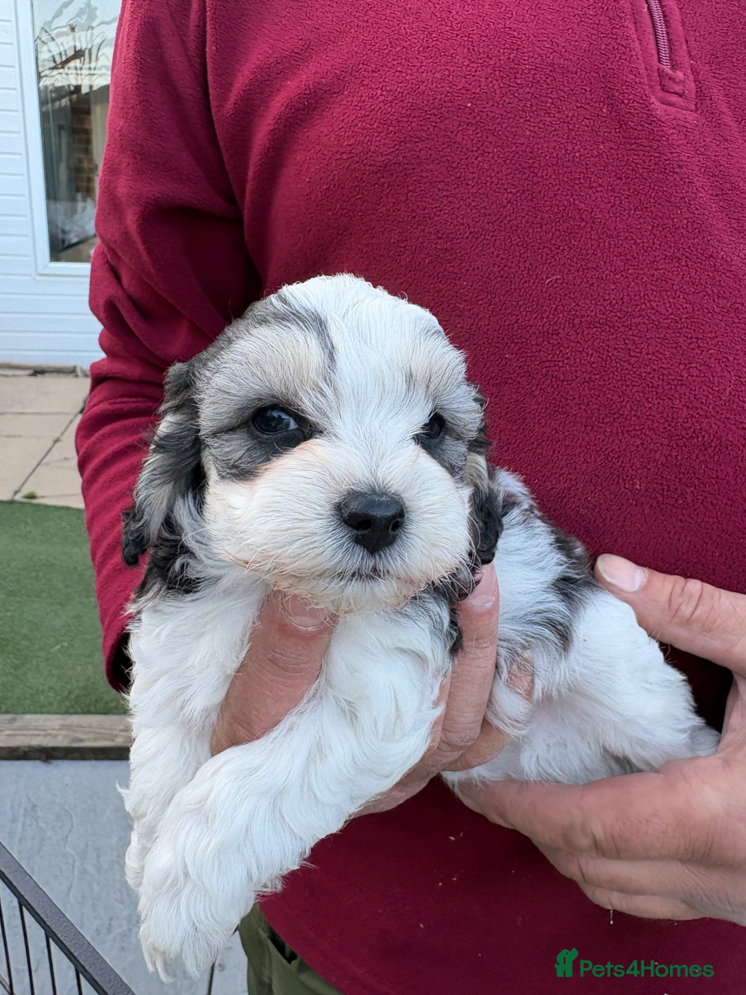 Mixed Breed dogs Cockapoo x Maltese  - Advert 6