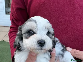 Mixed Breed dogs Cockapoo x Maltese - Advert 3