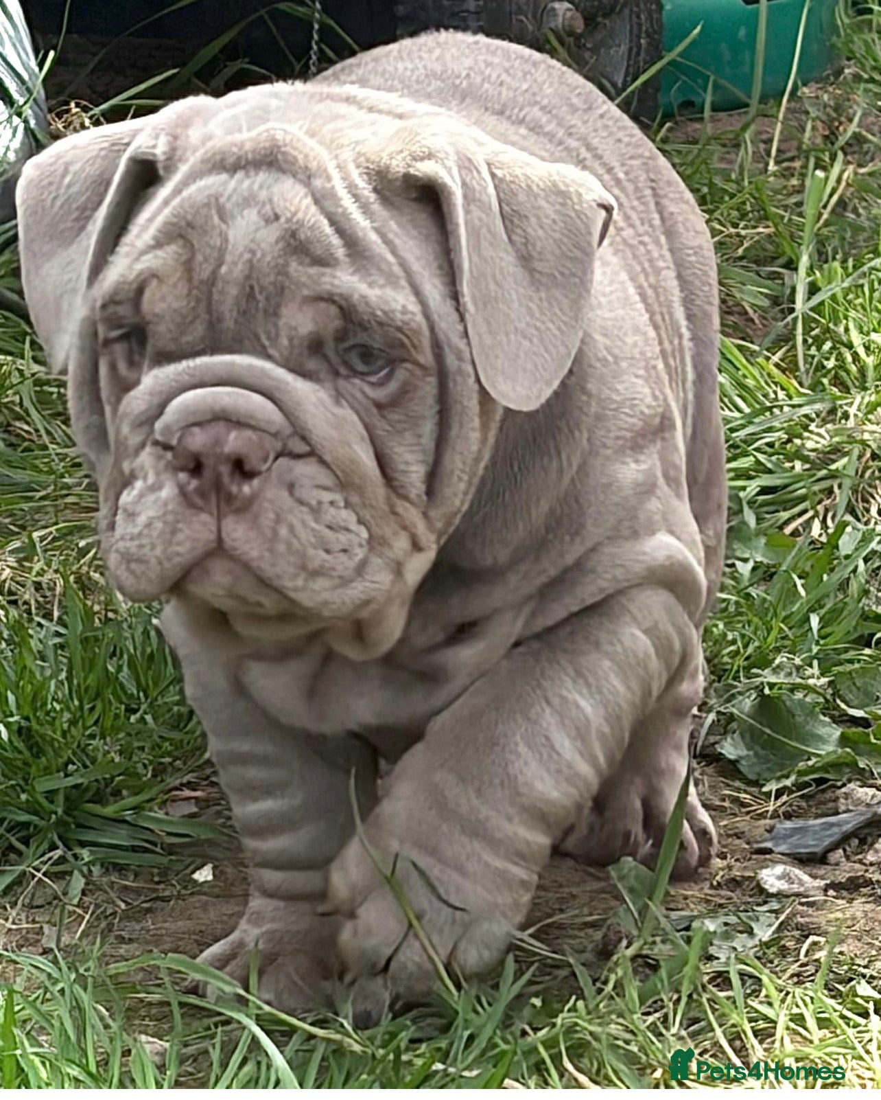 English Bulldog dogs Last lilac English bulldog boy 🔥  - Advert 1