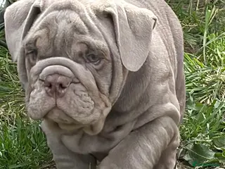 English Bulldog dogs Last lilac English bulldog boy 🔥 - Advert 1