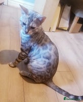 Bengal cats - Advert 2