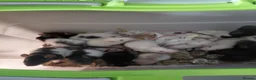 Rat rodents for sale: 2 white female dumbos mix of topeard and simise - Advert 18