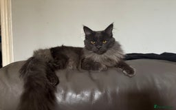 Maine Coon cats for sale: Stunning TICA registered male - Image 1