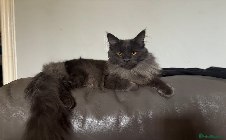 Maine Coon cats - Advert 4