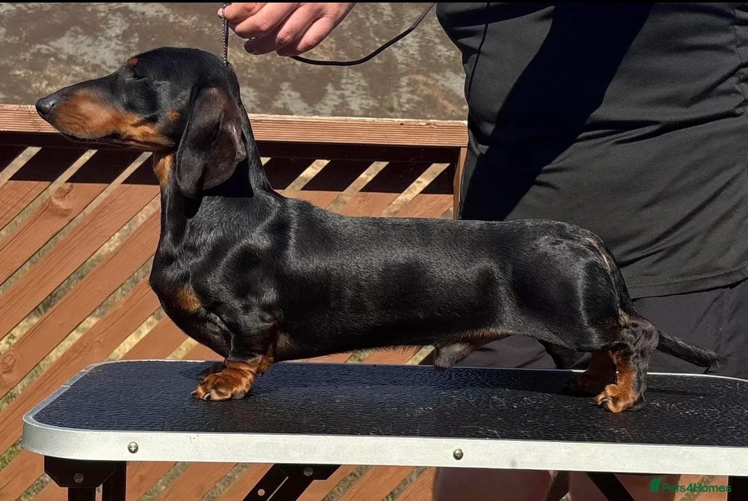 Miniature Dachshund dogs for stud: PRA Clear Black & Tan For Stud!!! - Advert 1